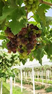 Fresh Grapes